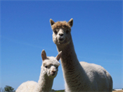 Alpaca park.gif